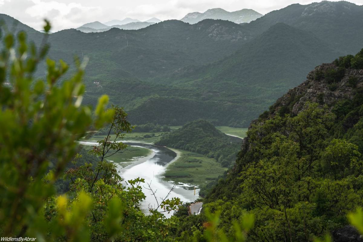 The magnificent Lake Skadar is also known as Shkodra Lake
