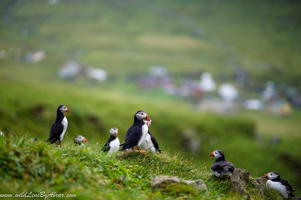 The trail to the lighthouse is best to see the Puffins