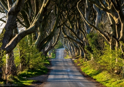 The Dark Hedges, Ireland