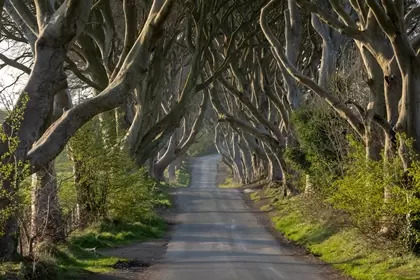 The Dark Hedges, Ireland