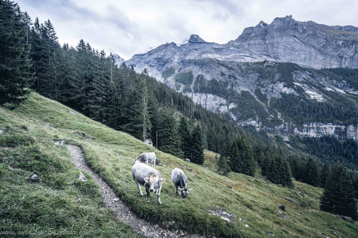 The trail is easy to follow and Swiss cows will give you some company