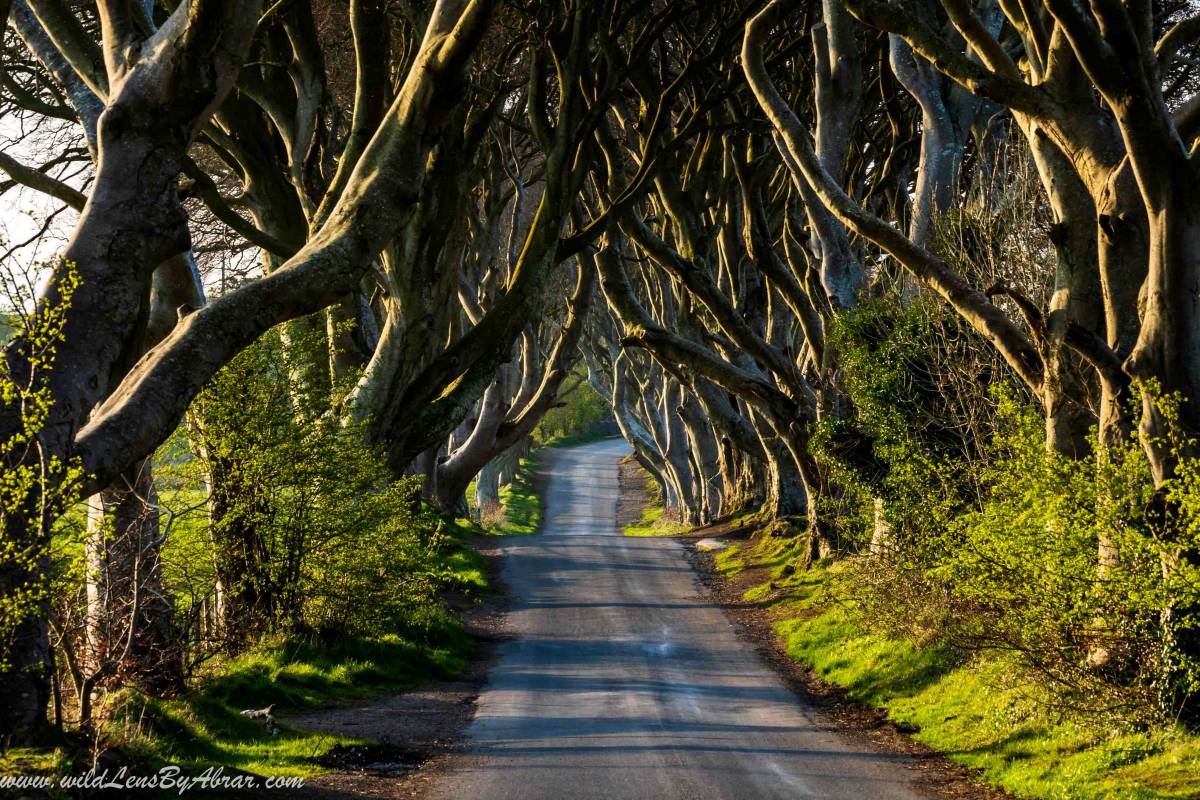 The Dark Hedges is also a location of Game of thrones