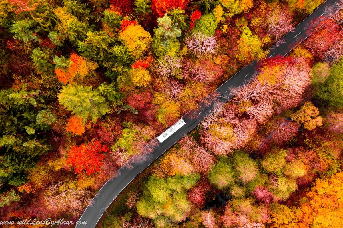 Autumn colours in Black Forest