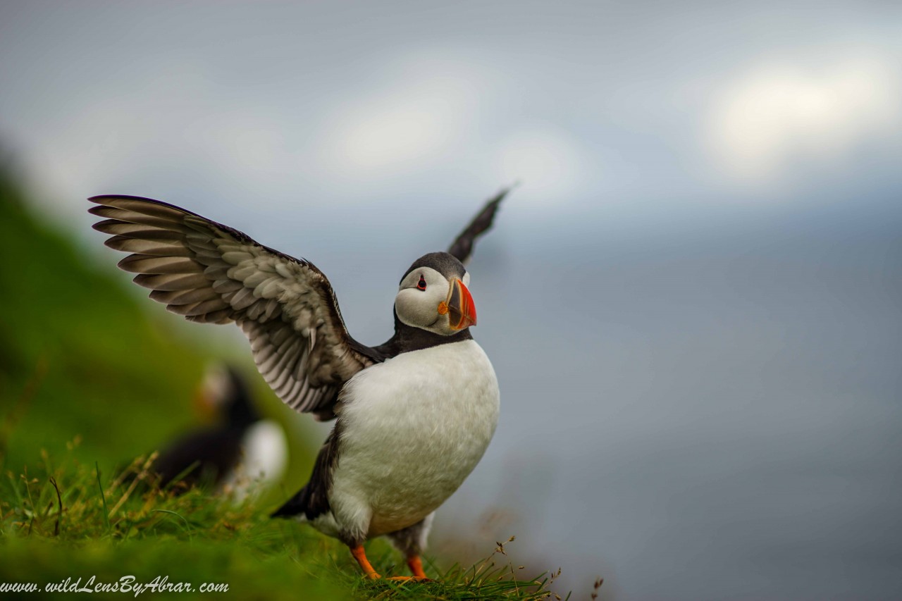 Puffin-Mykines-faroe-islands