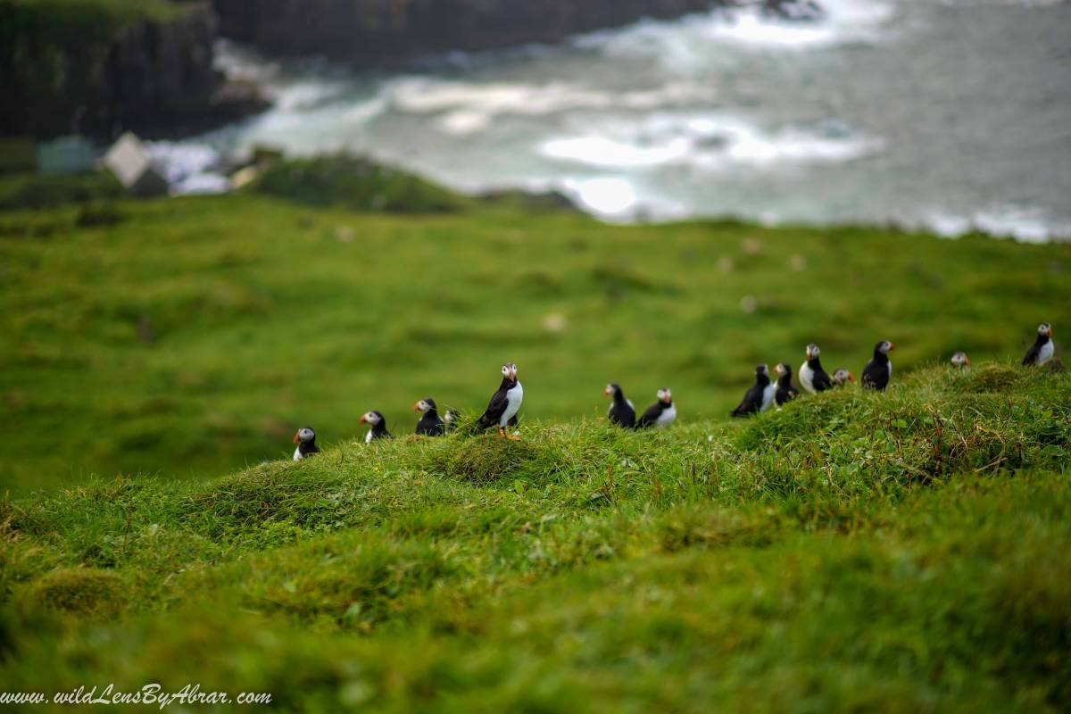 Puffins are everywhere on the Mykines Island