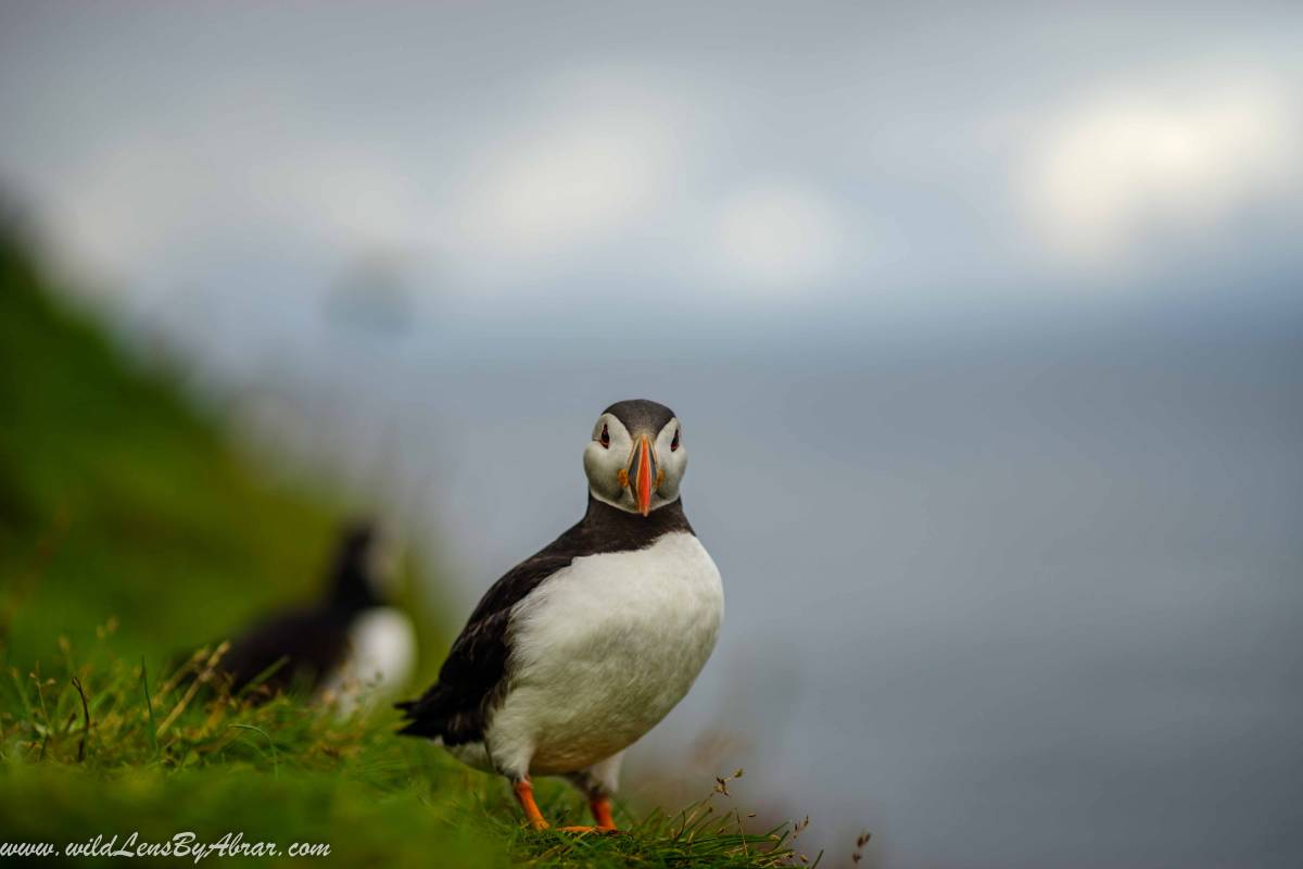 Puffin looking straight at us