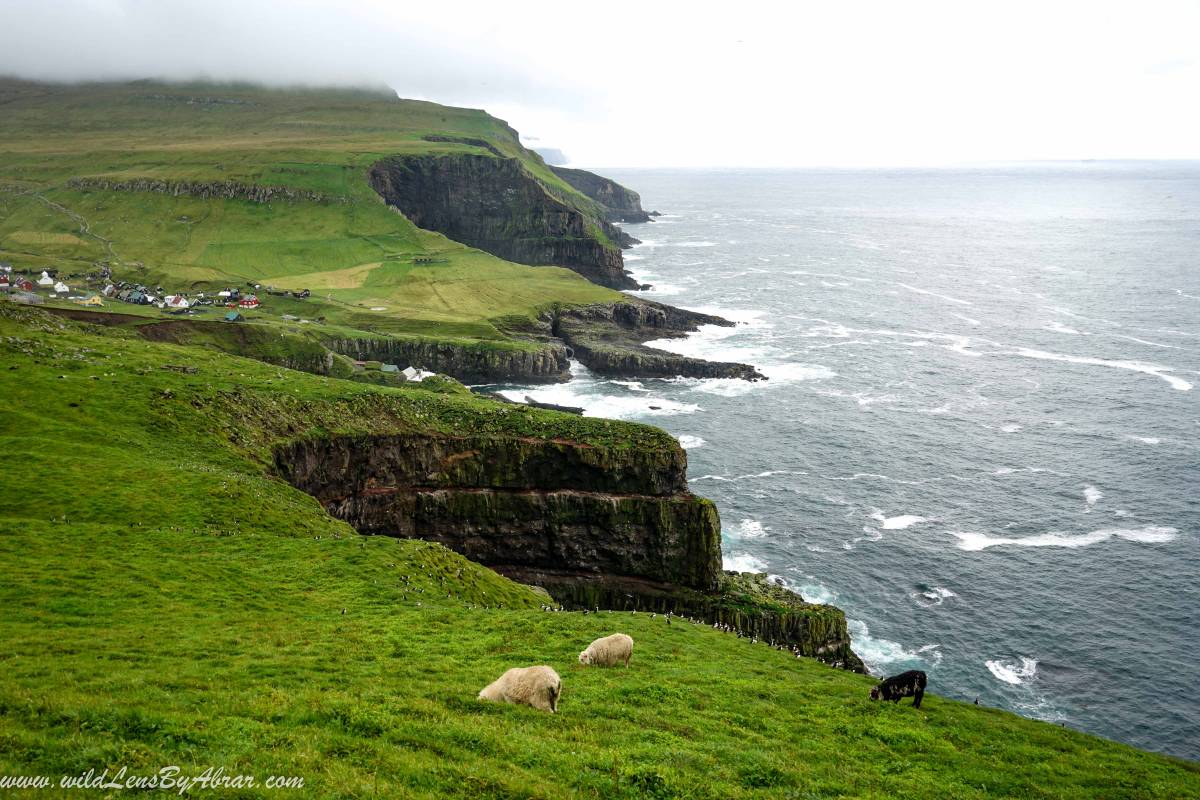 Puffins, cliffs & sheep are everywhere on Mykines