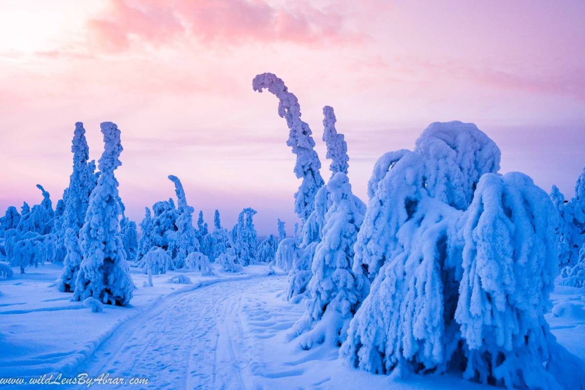 Snow Covered Frozen Trees at Iso-Syöte fell