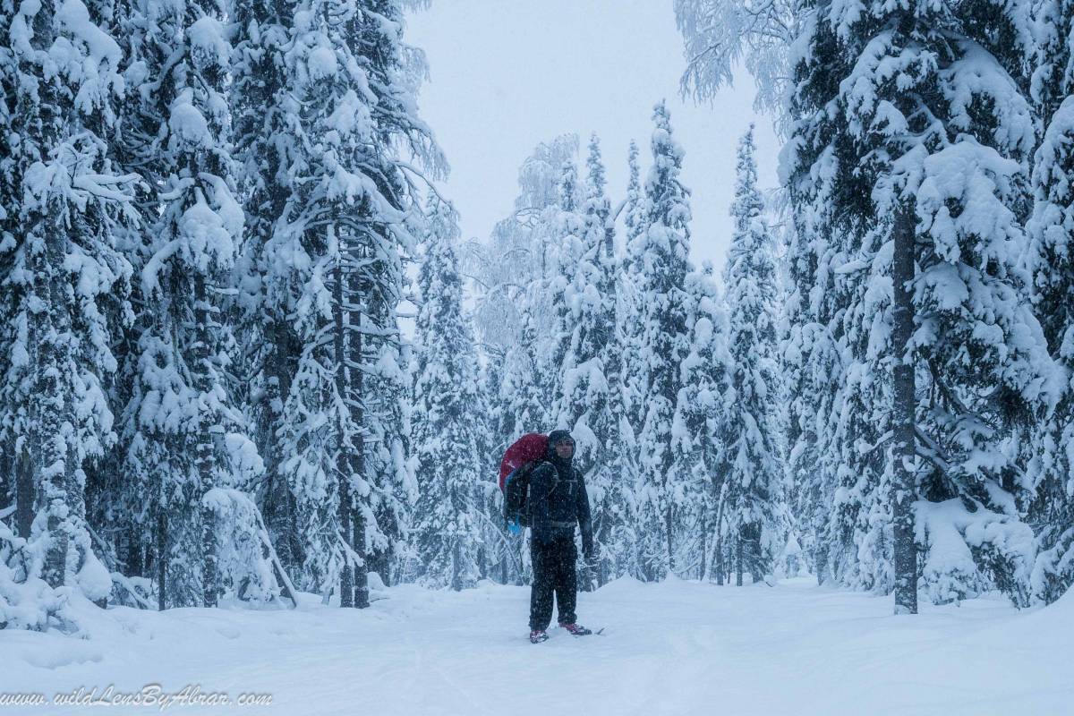 Snowshoeing in Syöte National Park