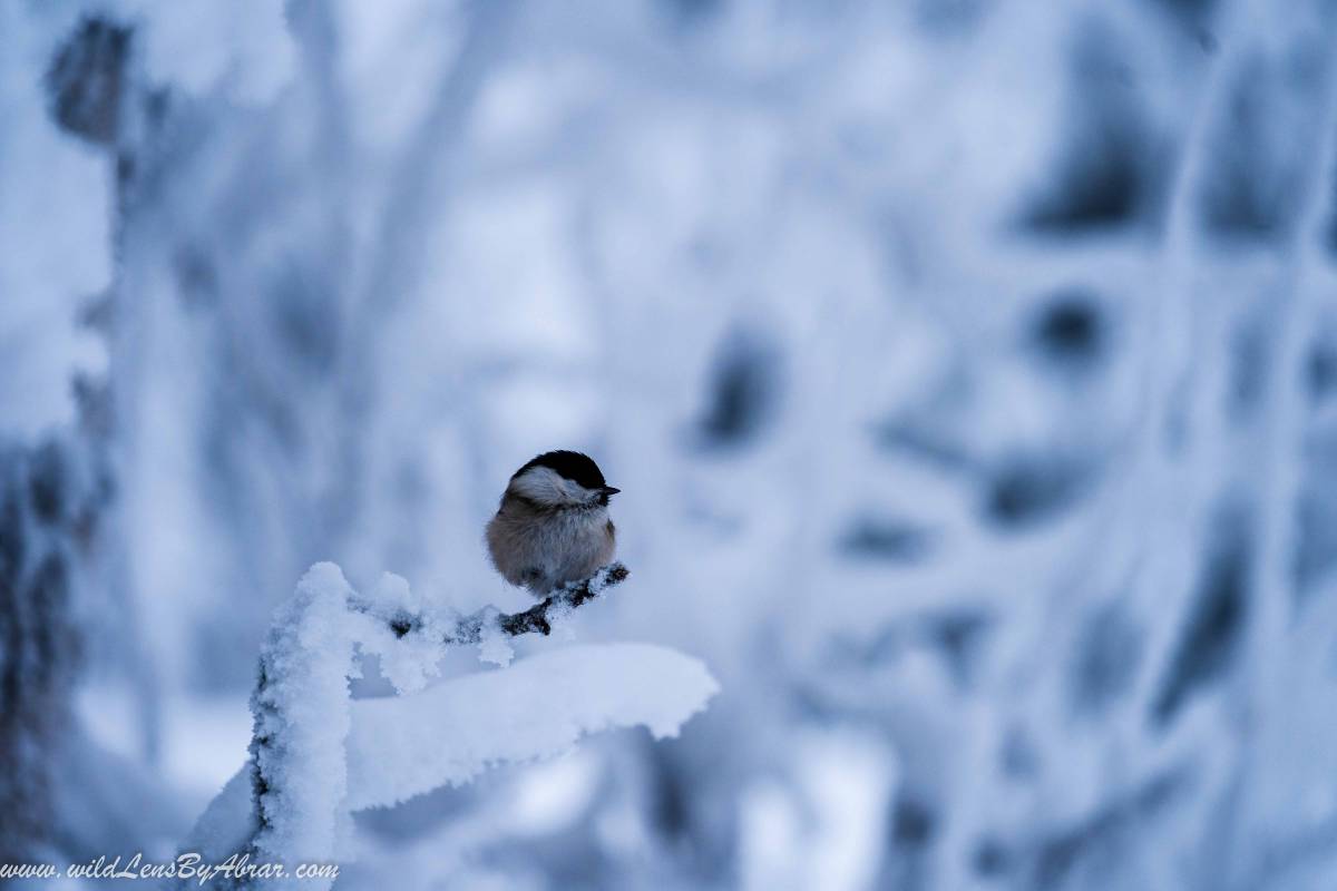 Beautiful birds located near the Wilderness hut inside the Park