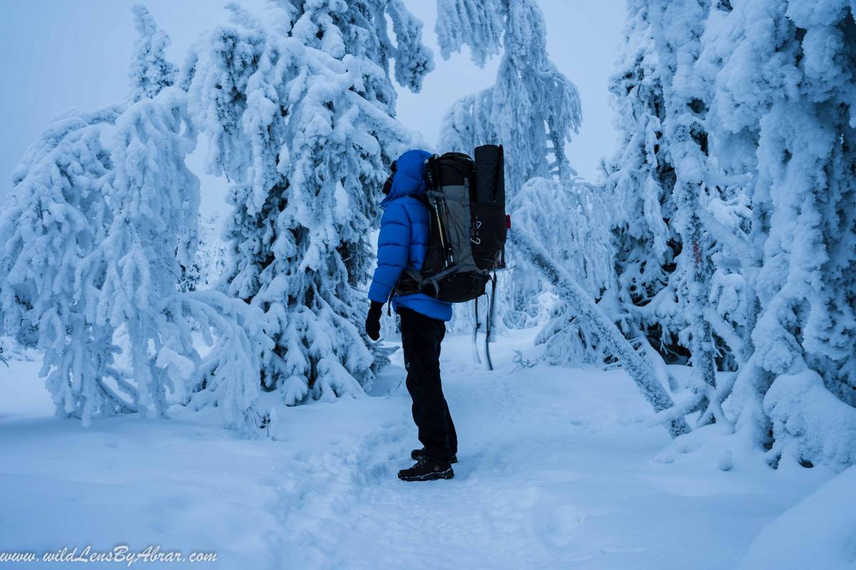 My first encounter with those beautiful snow-covered frozen Lapland trees.