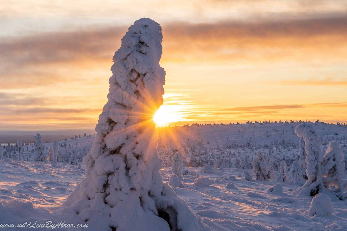 Frozen Snow Trees in Riisitunturi National Park