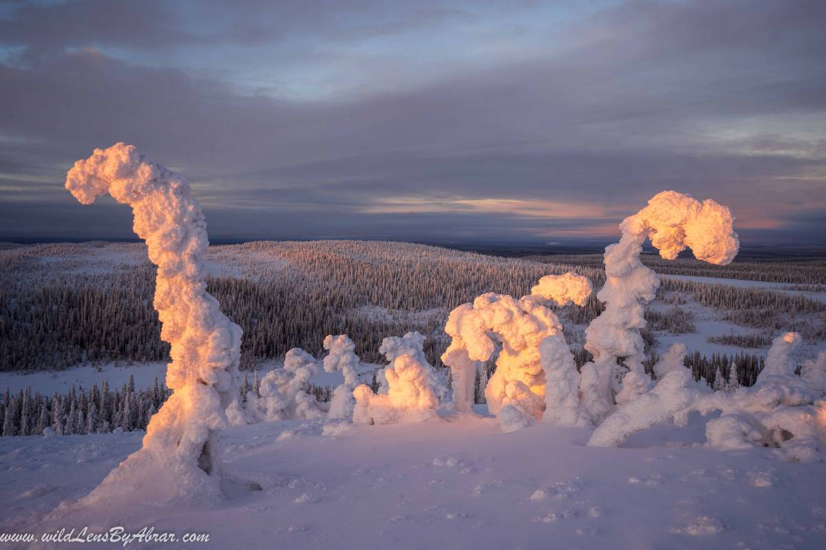 Snow-Covered Frozen Trees at top of the Fell inside Riisitunturi National Park