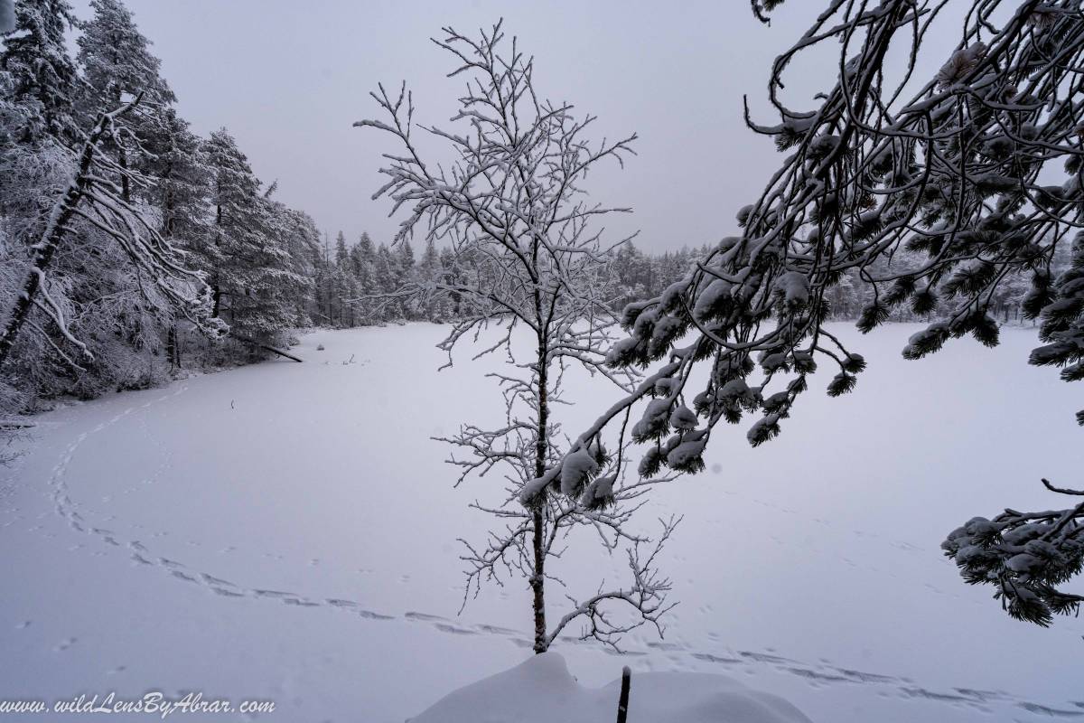 Frozen lakes in Oulanka National Park