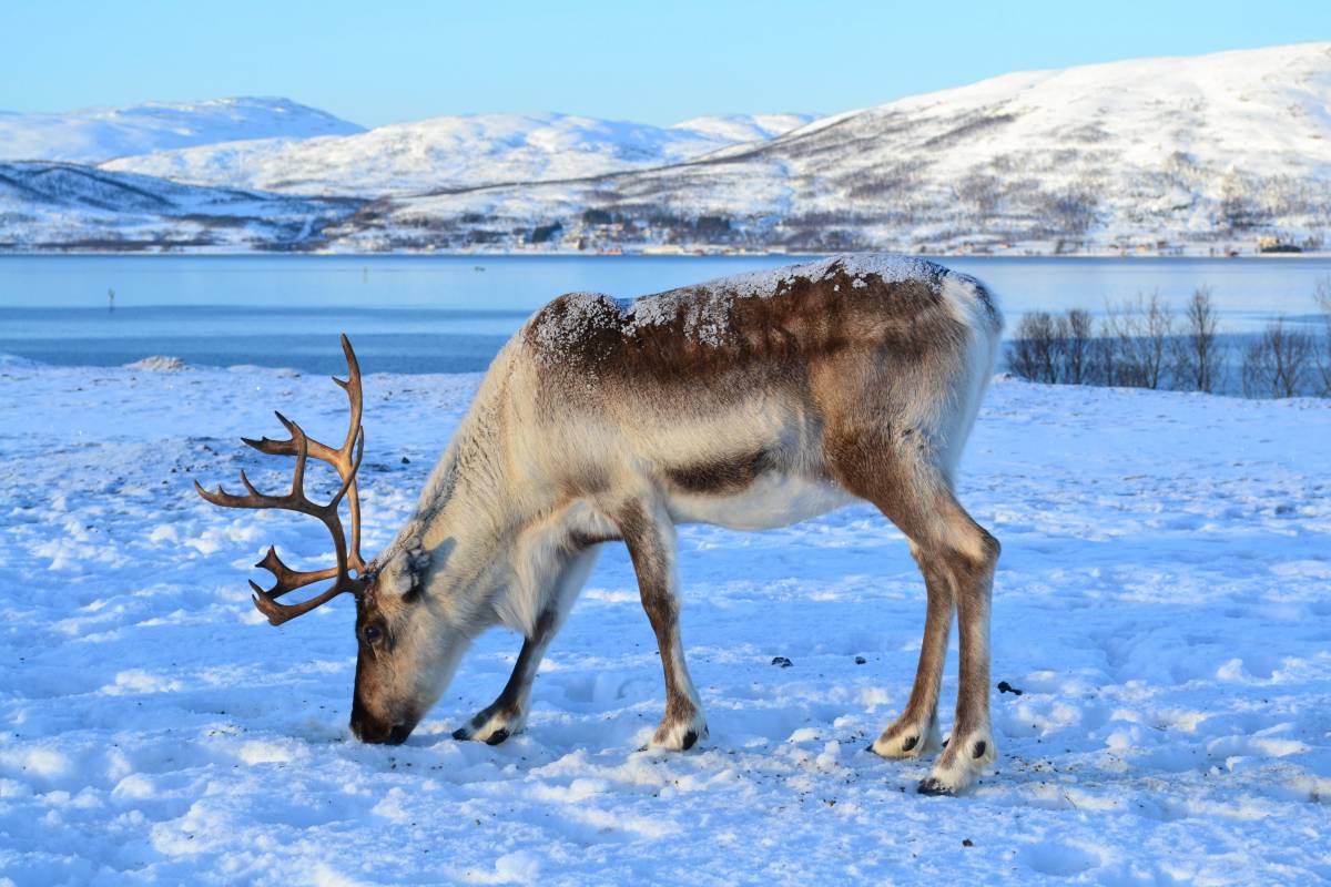 Wildlife near Tromso, Norway